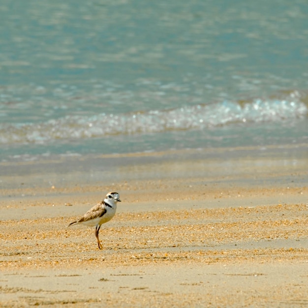 Uccello sulla spiaggia