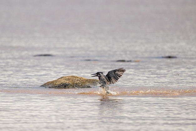 Uccello sulla spiaggia