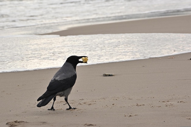 Uccello sulla spiaggia