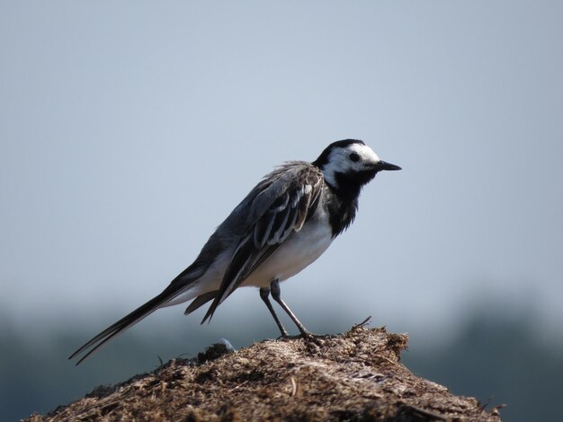 Uccello sullo sfondo della natura selvaggia