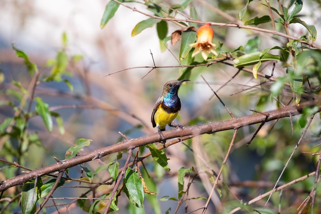 Uccello Sunbird Olivebacked sull'albero in natura selvaggia