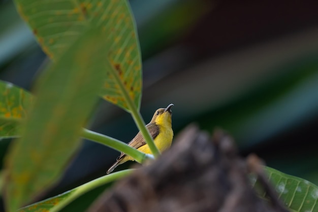 Uccello Sunbird Olivebacked sull'albero in natura selvaggia