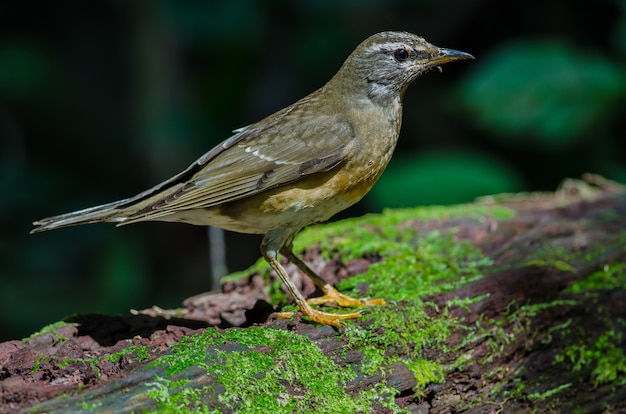 Uccello tordo sopracciglio (Turdus oscura)