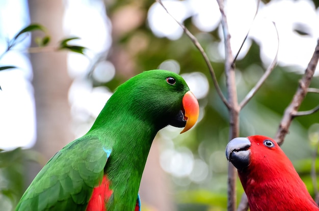 Uccello tropicale del pappagallo con un padre Colroed