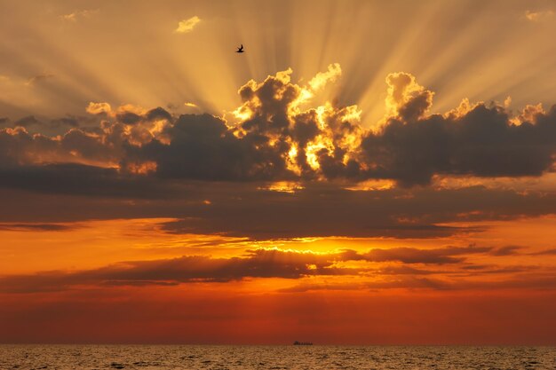 Uccello volante al tramonto sul mare