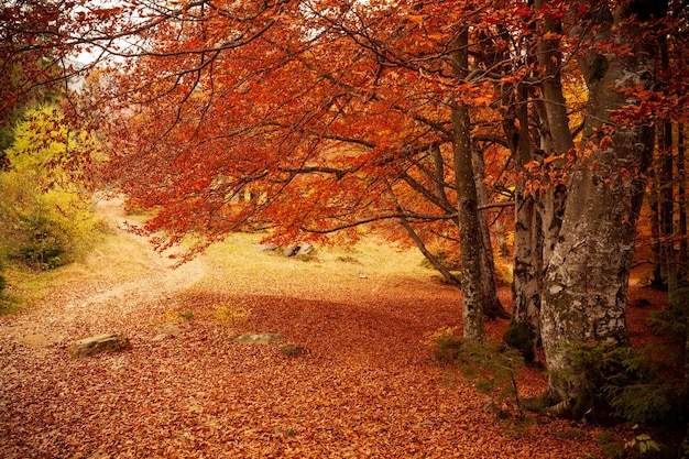 Ucraina Bellissimo paesaggio autunnale soleggiato con foglie rosse secche cadute foresta e alberi gialli Bei raggi di sole colorati attraverso i rami degli alberi Parco nazionale Shypit Carpazi Pylypets