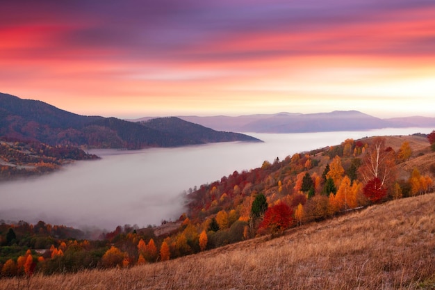 Ucraina Caldo autunno nei Carpazi Molto belle e pittoresche foreste di betulle e pini sulle pendici dei monti Synevyr si illuminano di colori vivaci sullo sfondo del tramonto