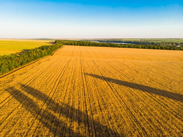 Ucraina Giallo campo di grano Drone vista aerea