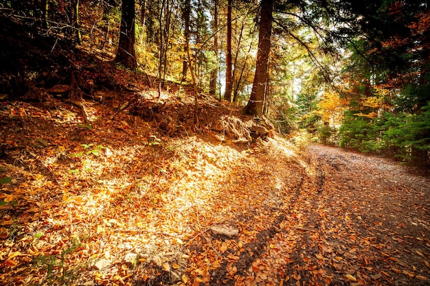 Ucraina Gli alberi pittoreschi sono vestiti con bei colori I raggi del sole che si infrangono attraverso le foglie multicolori autunnali dipingono tutto con una luce magica Foresta autunnale dei Carpazi