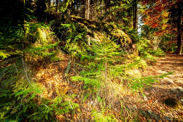 Ucraina Gli alberi pittoreschi sono vestiti con bei colori I raggi del sole che si infrangono attraverso le foglie multicolori autunnali dipingono tutto con una luce magica Foresta autunnale dei Carpazi