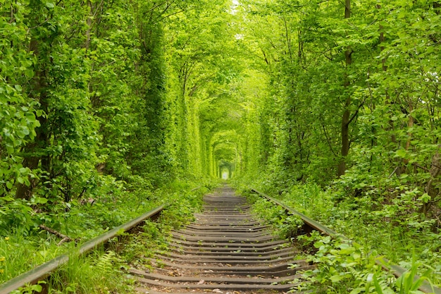 Ucraina. Primavera. Ferrovia nella fitta foresta di latifoglie. "Tunnel dell'amore"
