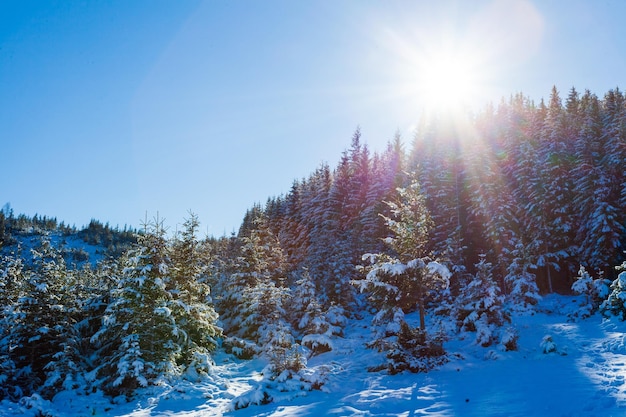 Ucraina Una vista pittoresca delle montagne ricoperte di foreste e coperte di neve Paesaggio con montagne dei Carpazi e neve bianca Bellissimo panorama invernale di montagne e neve