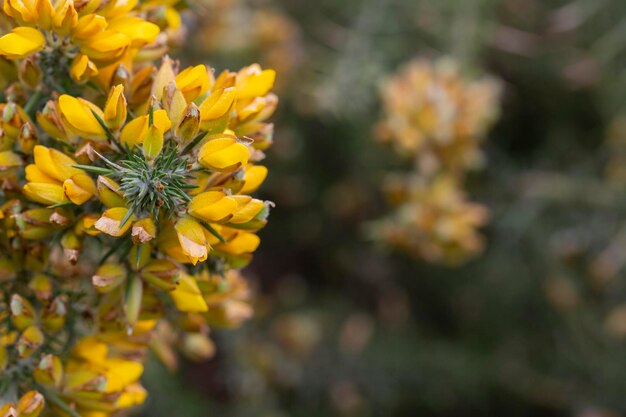 Ulex europaeus Rami del cespuglio di ginestre con le sue infiorescenze gialle