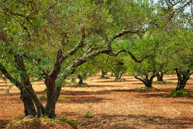 Uliveto (Olea europaea) a Creta, Grecia per la produzione di olio d'oliva.