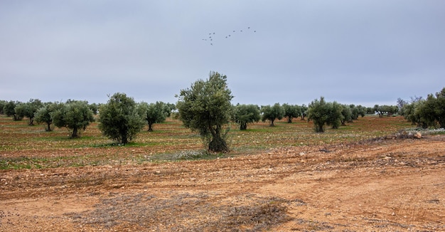 Ulivi in filari in una fattoria