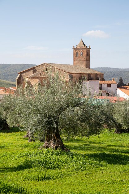 Ulivo e Chiesa nel villaggio di Berzocana, Caceres, Spagna