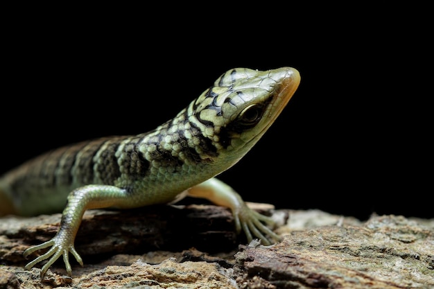 Ulivo skink closup su legno con sfondo nero Bella lucertola indonesiana