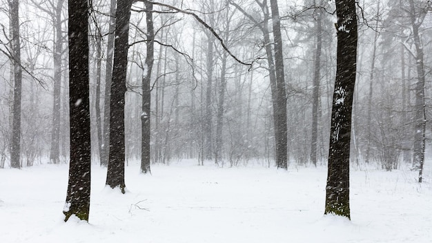 Ultima bufera di neve nella foresta del parco cittadino