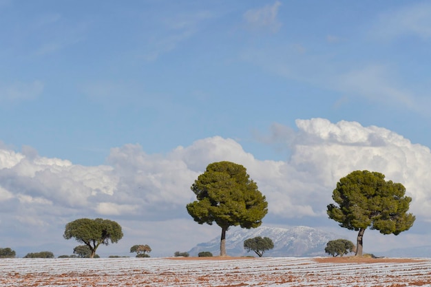 Ultime steppe nei campi di Granada - Spagna