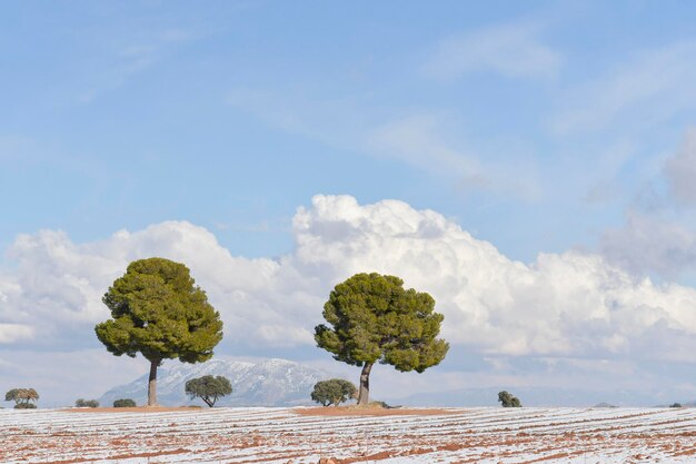 Ultime steppe nei campi di Granada - Spagna