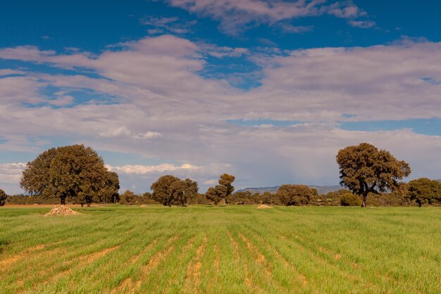 Ultime steppe nei campi di granada