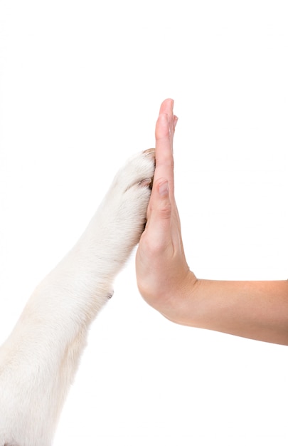 Umani e cani si tengono per mano. Amicizia tra cane e uomo.