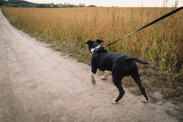 Umano e un cane ragazzina e il suo amico cane del personale sullo sfondo del campo