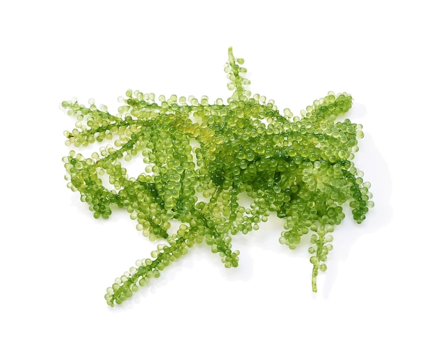 Umi-budou, alghe dell'uva o caviale verde isolato su bianco