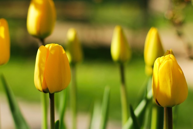 Umore di primavera dei tulipani gialli nel giardino