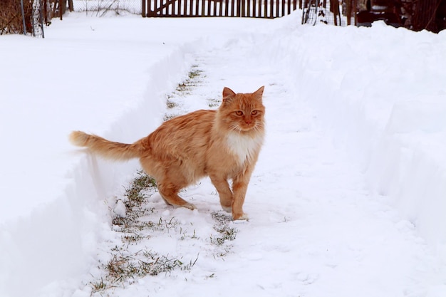 Umore invernale un allegro gatto rosso cammina in un cortile innevato