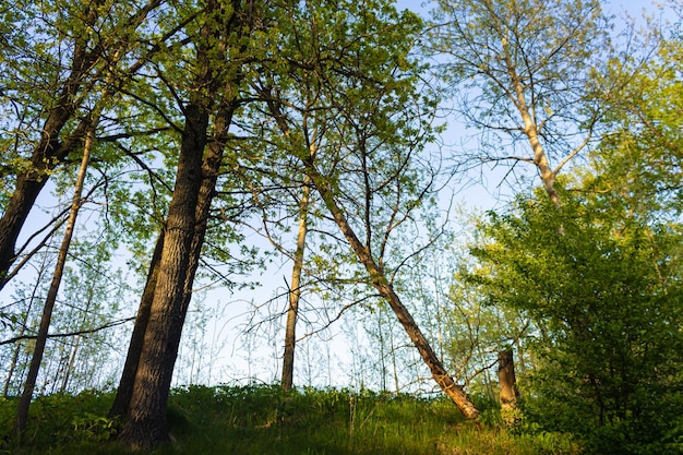 Un abete incrinato e caduto nel mezzo della foresta appeso a un vicino paesaggio di alberi della natura