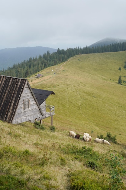 Un'accogliente casa in legno con una splendida vista sugli altopiani e sulla foresta Un gregge di pecore pascola in un prato tra le montagne