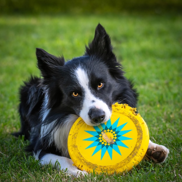 Un adorabile cane border collie che mastica un frisbee in un parco