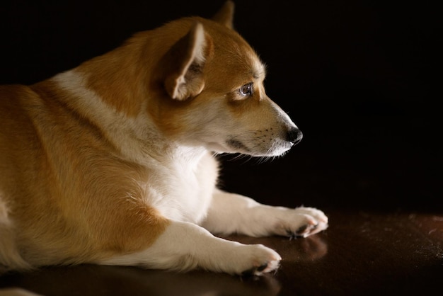 Un adorabile cane corgi marrone dorme su un pavimento di legno scuro in attesa che il proprietario della casa corgis bugia...