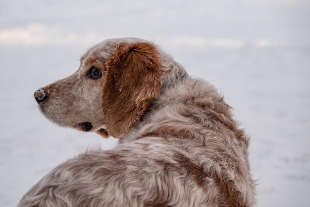Un adorabile cane spaniel russo bianco seduto a una mostra canina in uno stadio I cani guardano il proprietario Cane da caccia Messa a fuoco selettiva Foto della testa
