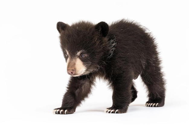 Un adorabile cucciolo d'orso Tian Shan con artigli bianchi su uno sfondo bianco