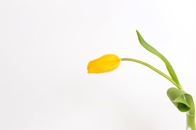 Un adorabile fiore di tulipano giallo si trova a lato della cornice evidenziata su uno sfondo bianco