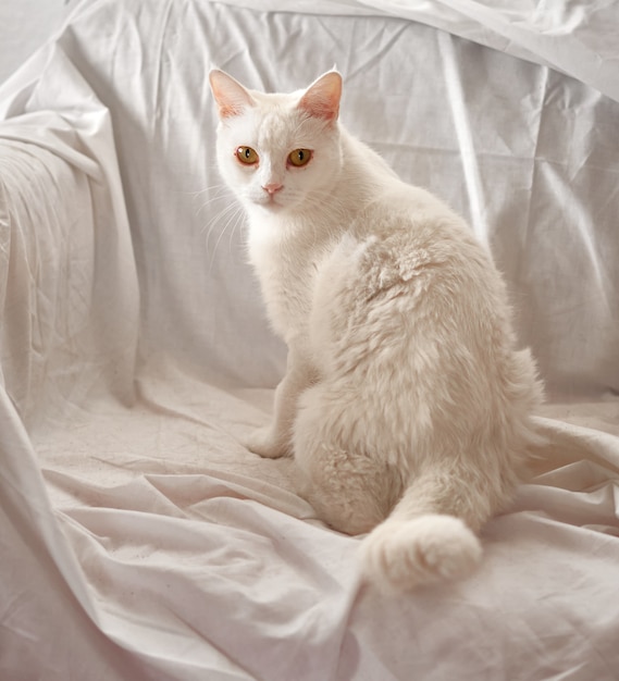 Un adorabile gatto bianco domestico seduto su uno strato coperto da un foglio bianco