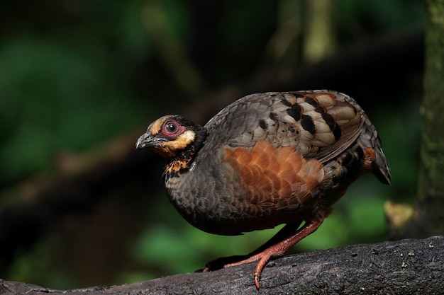 Un adulto Chestnutbellied Partridge isolato sfondo verde e nero