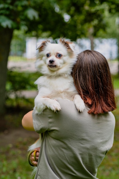 Un affascinante cane lanuginoso bianco con occhi di piccione siede tra le braccia di una donna mentre cammina in un giorno d'estate Una ragazza irriconoscibile abbraccia il suo cane