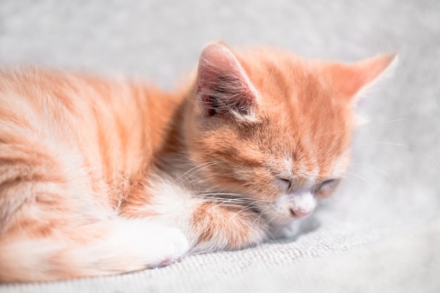 Un affascinante gatto con il naso rosa ha chiuso gli occhi e riposa su una coperta