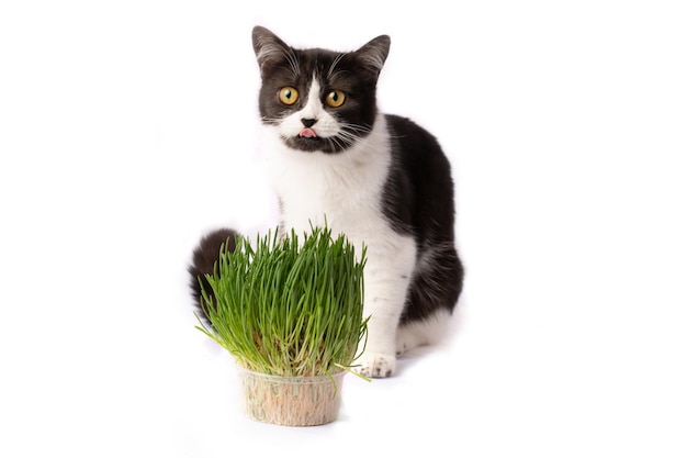 Un affascinante gatto in bianco e nero è seduto vicino a un bocconcino di erba verde per gatti..