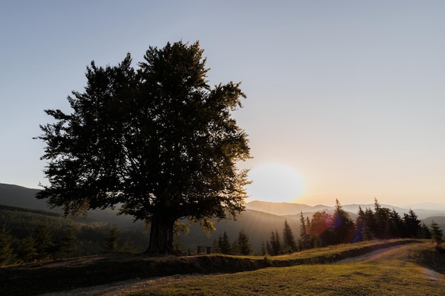 Un'affascinante vista pittoresca delle montagne su una collina dei Carpazi