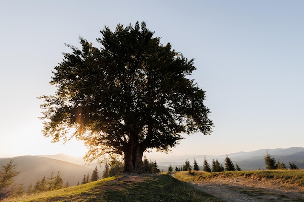 Un'affascinante vista pittoresca delle montagne Una bella vista di un albero solitario su una collina Kryvopil Pass Carpazi