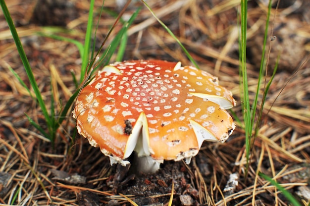 Un agarico di mosca rosso con un cappello incrinato. Amanita tra gli aghi secchi caduti. Sfondo, bokeh.