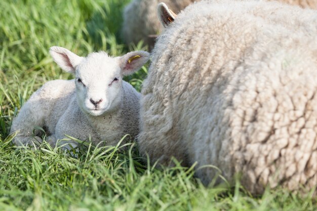 un agnello carino mi guarda