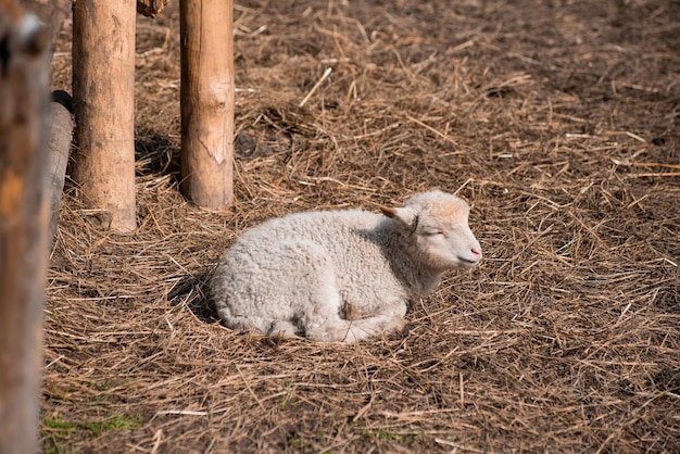 Un agnello giace a terra nel fieno e dorme.