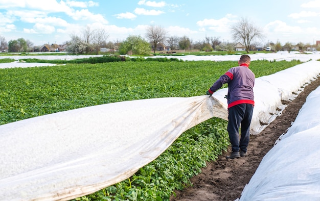 Un agricoltore apre file di cespugli di patate agrofibre in tarda primavera Apertura di giovani piante di patate