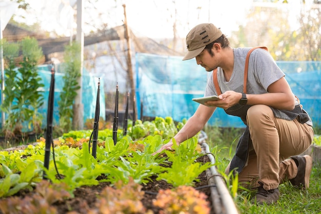 Un agricoltore che raccoglie verdure biologiche in serra biologica.