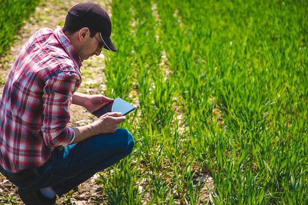 Un agricoltore controlla come cresce il grano nel campo Fuoco selettivo